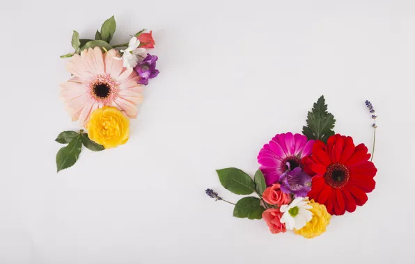 Flowers, white, flower, beautiful, composition