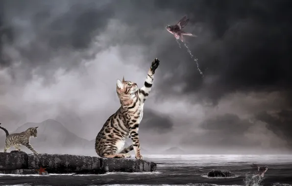 Picture water, lake, photomanipulation, Cats, Fishes, Surrealism