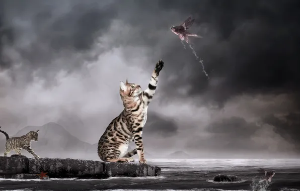 Water, lake, photomanipulation, Cats, Fishes, Surrealism