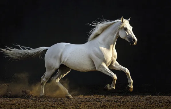 Sand, white, light, nature, horse, horse, dust, running