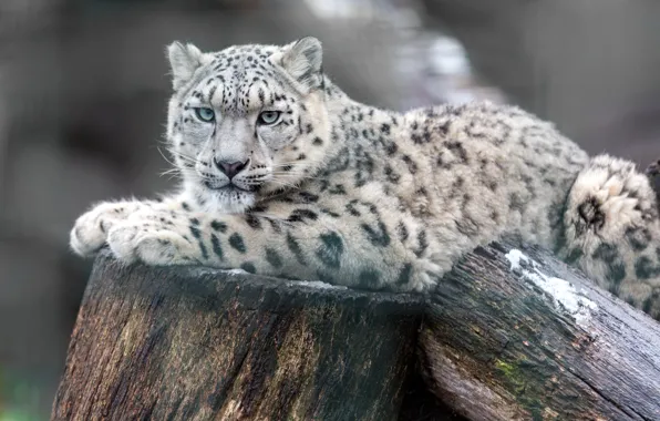 Picture predator, lies, snow leopard, resting, logs, bokeh, IRBIS