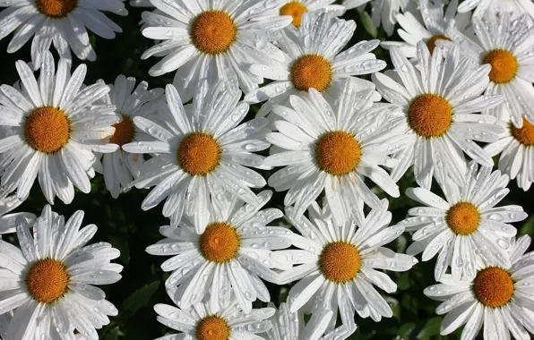 Picture drops, flowers, chamomile