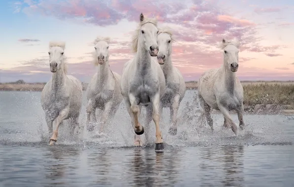The sky, clouds, sunset, squirt, shore, horses, the evening, horse