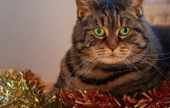 Picture cat, holiday, new year, portrait, tinsel