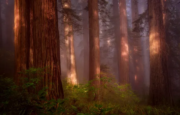 Forest, Nature, haze, USA, Sequoia, Redwood Grove, Northern California