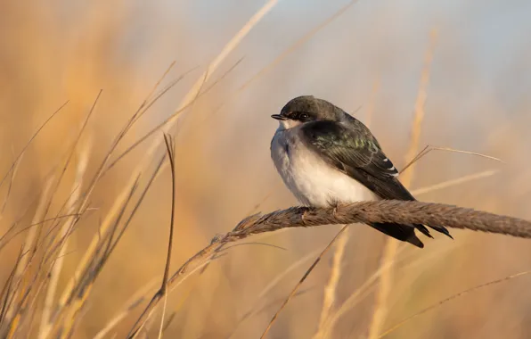 Nature, background, bird, stems, bird, swallow, spike