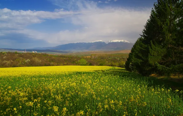 Clouds, trees, flowers, mountains, dal, yellow, ate, meadow