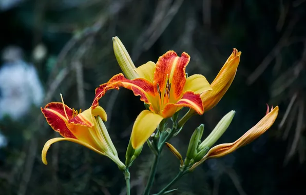 Summer, flowers, the dark background, Lily, daylilies, yellow-red, the daylilies