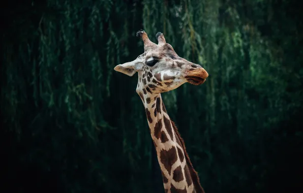 Face, leaves, nature, the dark background, portrait, giraffe, neck
