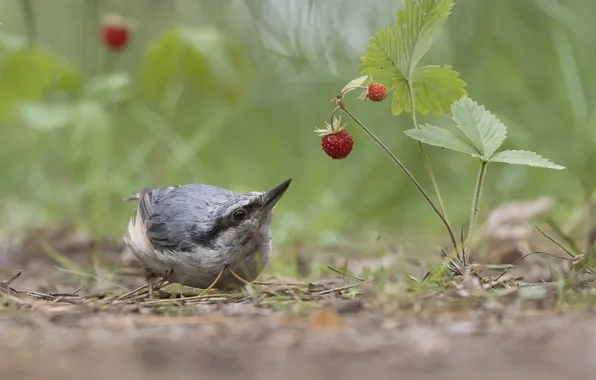 Bird, strawberries, In the woods, Andrey Kiselev, Common nuthatch