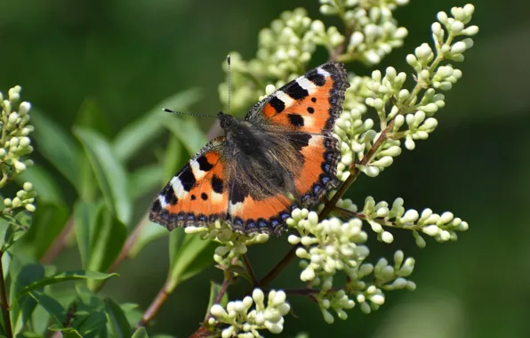 Picture macro, flowers, butterfly, green background, urticaria