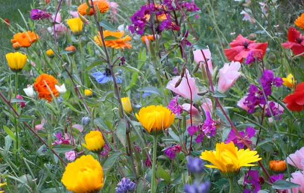 Field, grass, flowers, meadow