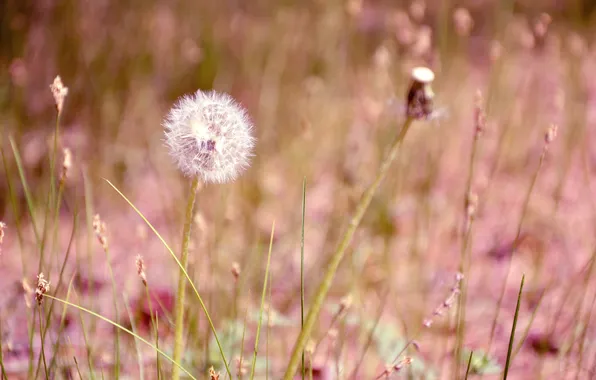 Field, flower, grass, dandelion