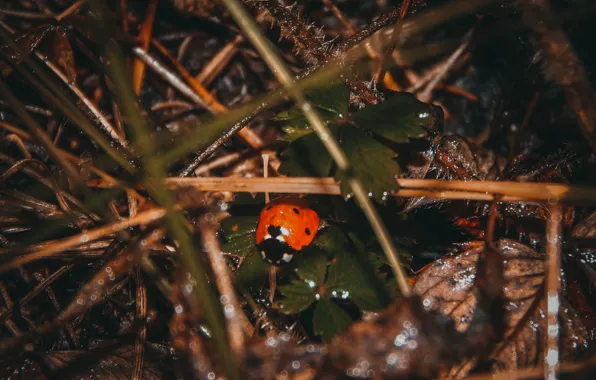 Autumn, forest, grass, macro, needles, rain, ladybug, insect