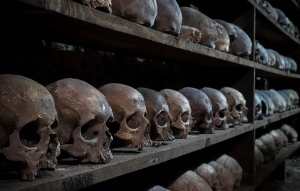 Composition, skull, shelves