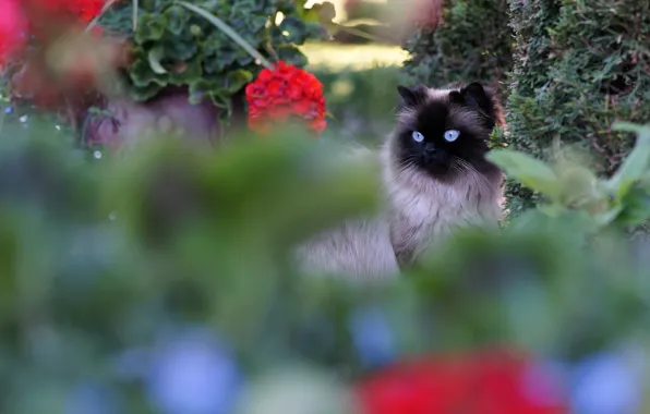 Cat, summer, eyes, cat, flowers, plants, garden, blue