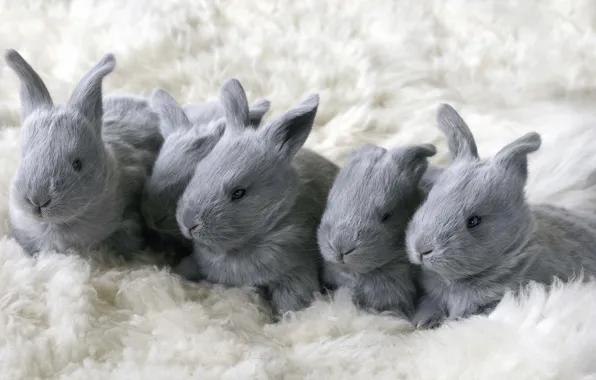 Comfort, house, rabbits
