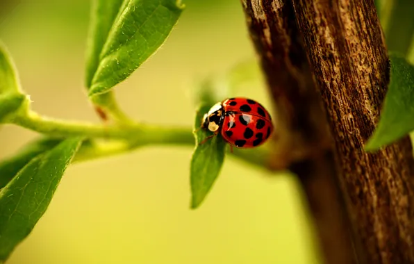 Leaves, ladybug, branch, Ladybug, leaves, ladybug, branch, ladybird