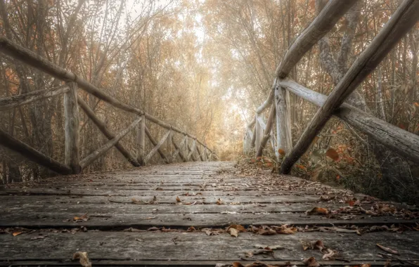 Autumn, leaves, bridge, nature