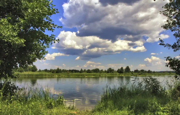 Greens, the sky, nature