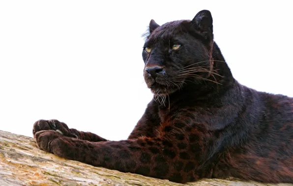 Cat, look, face, predator, paws, Panther, color