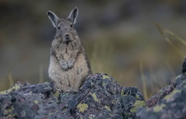 Stand, rodent, Peruvian viscacha