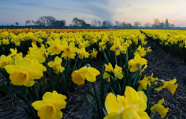 Field, the sky, flowers, spring, yellow, view, the ranks, flower field