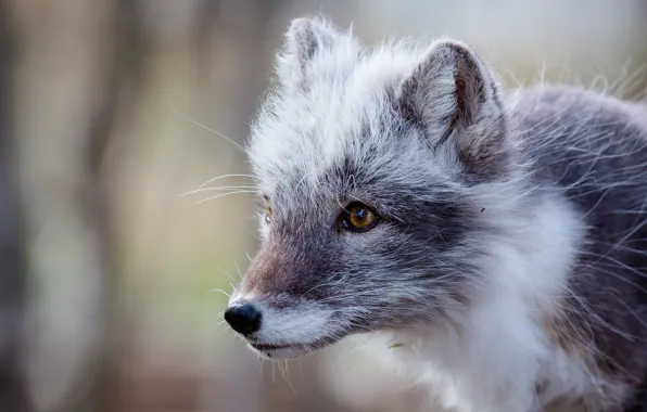 Portrait, Fox, polar Fox