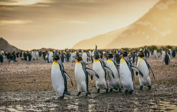 Mountains, birds, pack, penguins