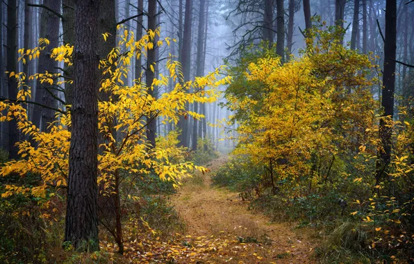 Autumn, forest, trees, nature, fog, foliage, Radoslaw Dranikowski