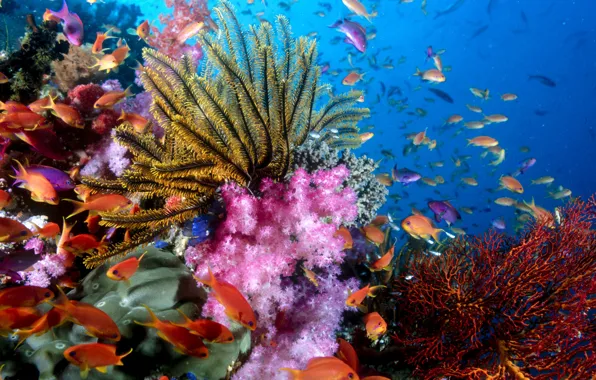 Fish, corals, reef