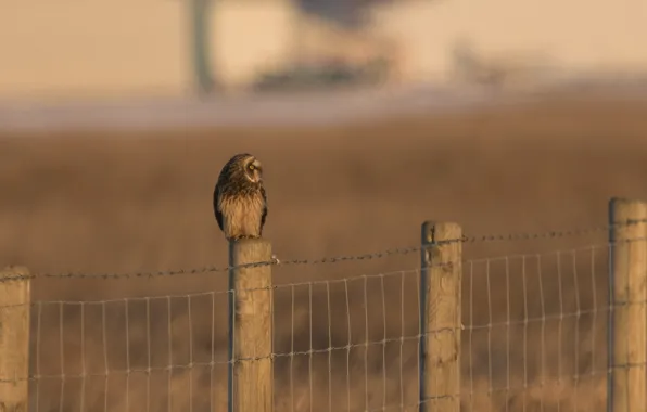 Bird, the fence, predator, fence, profile, Short eared owl, Asio flammeus, short-eared owl
