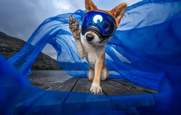 Look, mountains, nature, pose, Board, paw, dog, glasses
