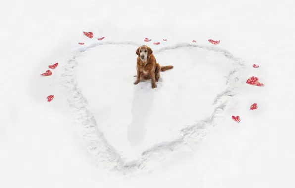 Picture winter, heart, dog