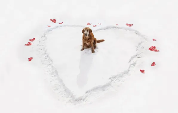 Winter, heart, dog