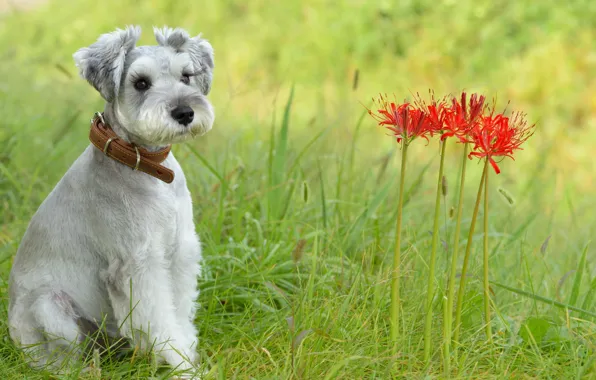 Summer, look, flowers, each, dog