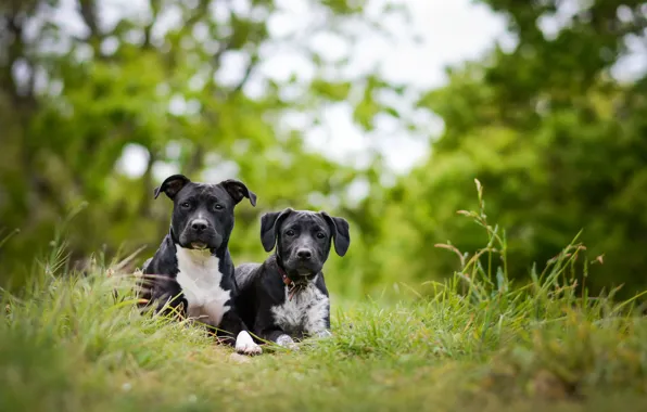 Dogs, background, friends