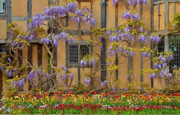Picture flowers, house, wall, England, Wisteria, Wisteria, Stratford-upon-Avon