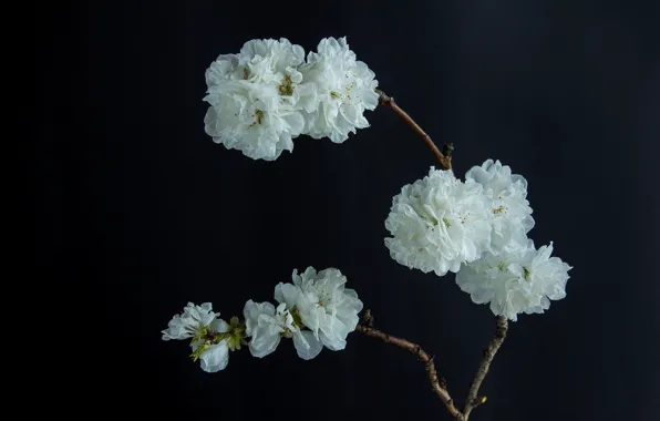 Picture flowers, branch, white, black background, flowering