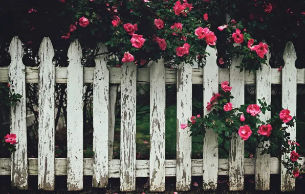 Fence – Flowers Wallpaper Phone –