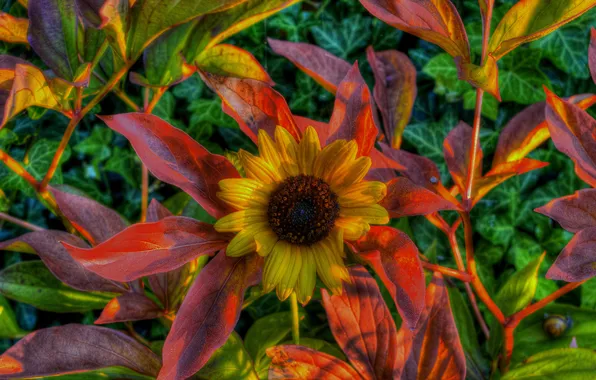 Autumn, leaves, flowers, hdr