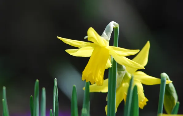 Picture leaves, flowers, spring, daffodils
