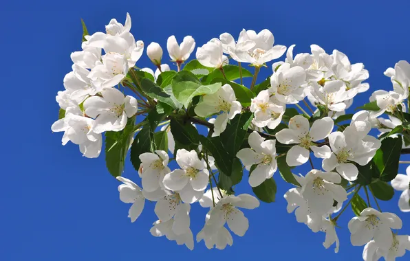 The sky, leaves, flowers, branches, Wallpaper