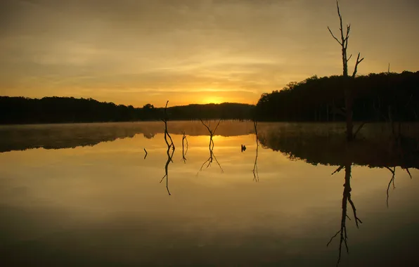 Forest, lake, reflection, dawn