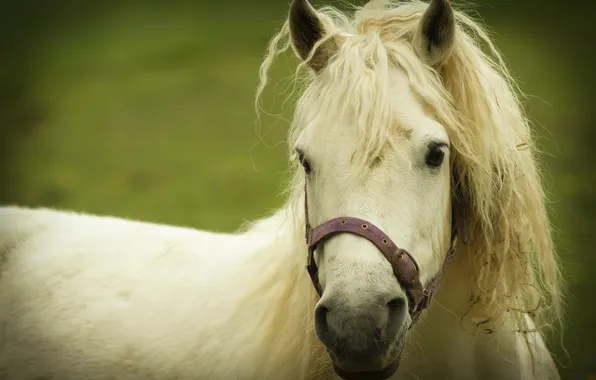 Picture face, horse, white, mane. background