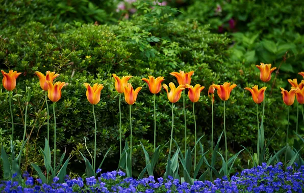 Tulips, Pansy, viola