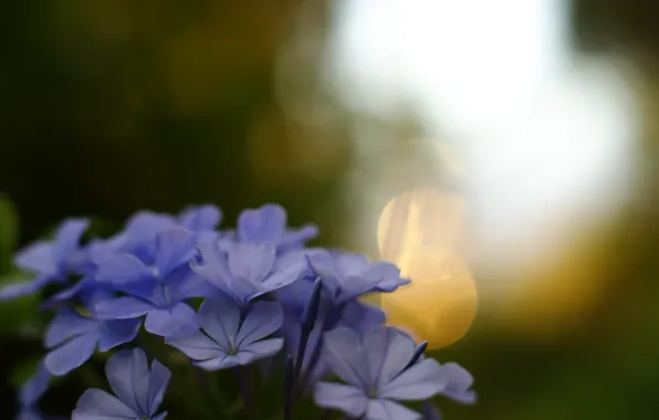 Purple, macro, flowers, background, widescreen, Wallpaper, blur, wallpaper
