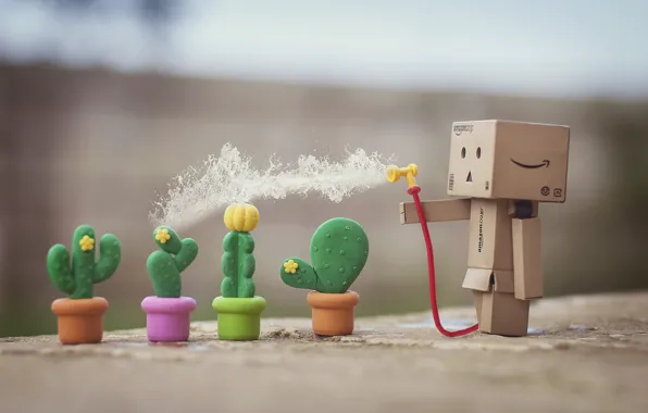 Picture cacti, Danbo, pours