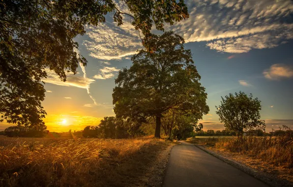 Road, field, trees, sunset