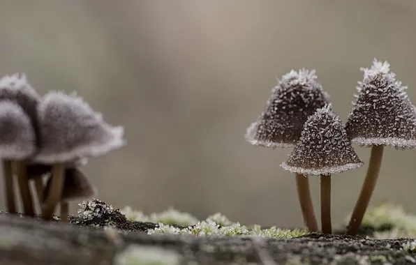 Macro, nature, mushrooms